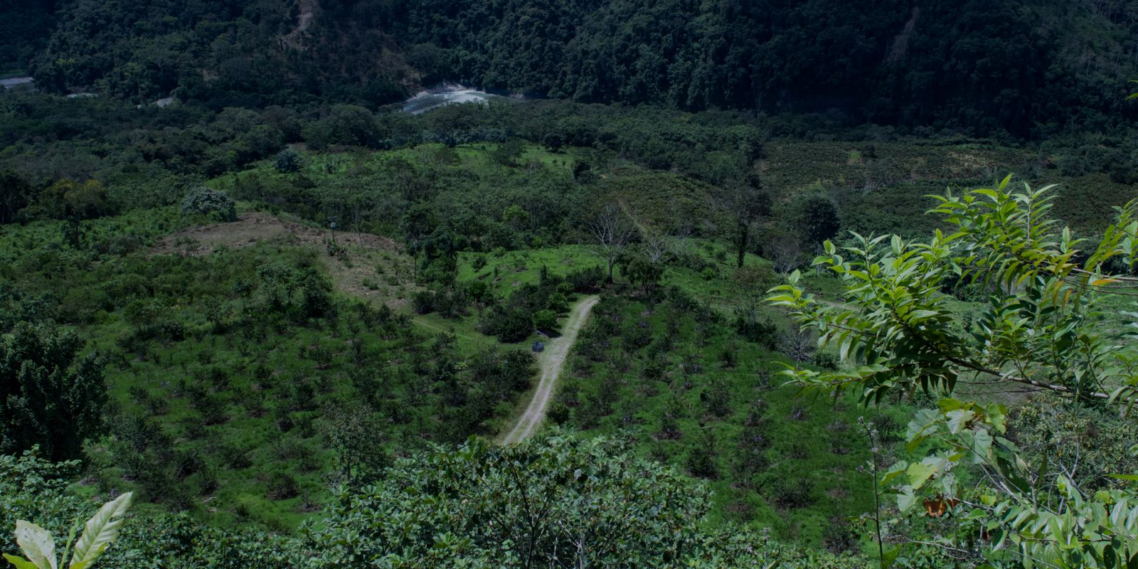 validado de cultivo